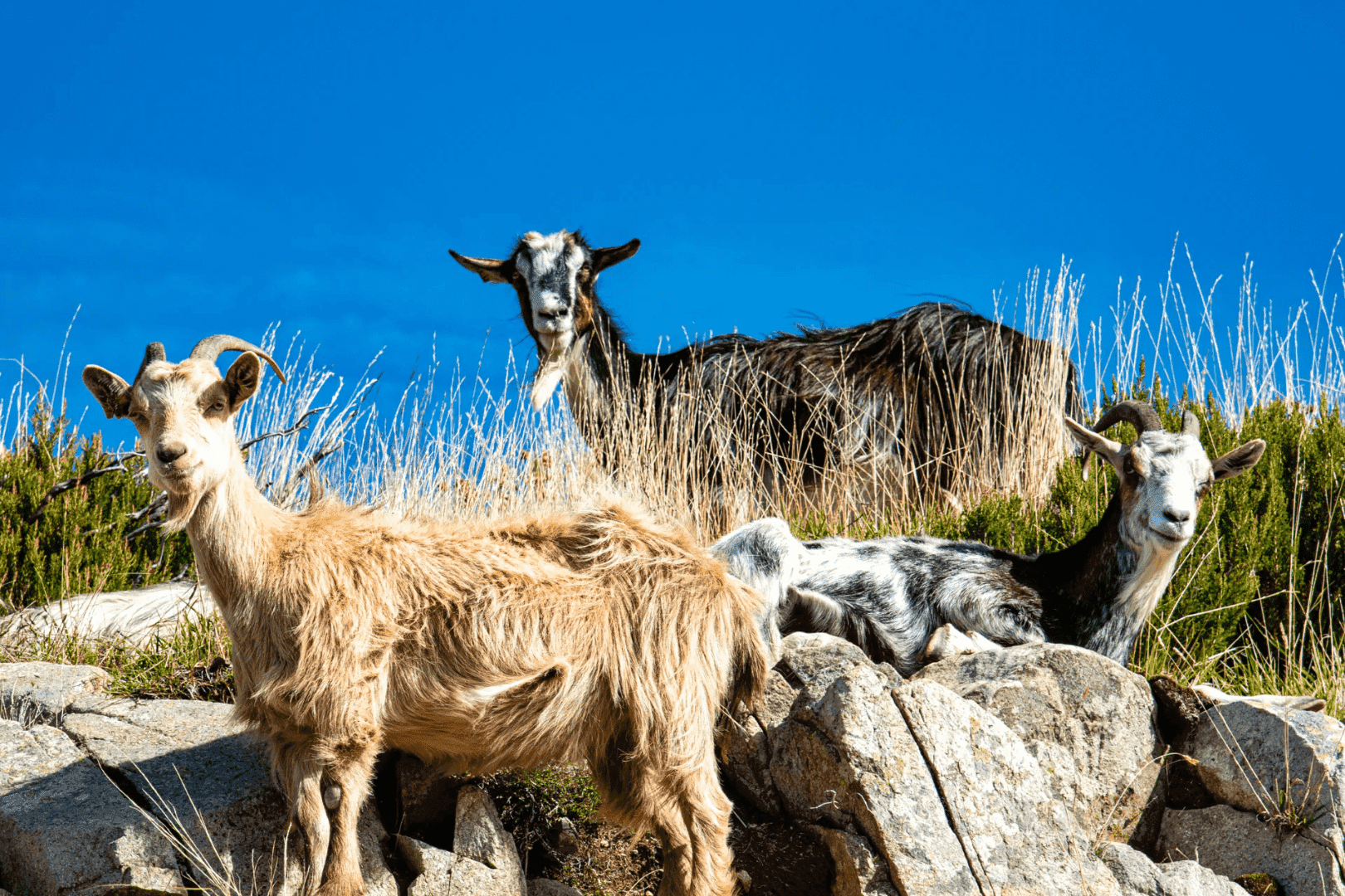 Le parc naturel d’Olva en Corse-du-Sud